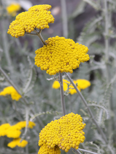 Achillea fresh cut flowers