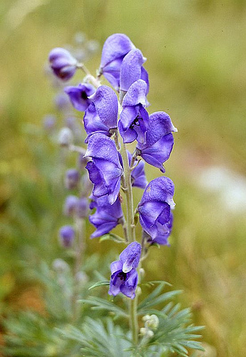 Aconitum fresh cut flowers