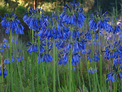 Agapanthus fresh cut flowers