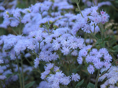 Ageratum fresh cut flowers