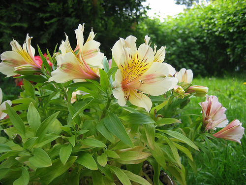 Alstroemeria fresh cut flowers