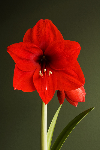 Amaryllis fresh cut flowers