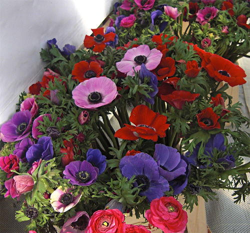 Anemone fresh cut flowers
