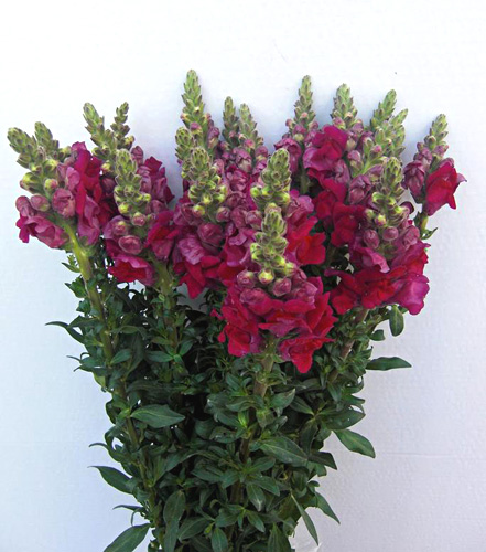 Antirrhinum fresh cut flowers