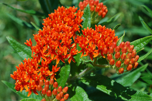 Asclepias fresh cut flowers