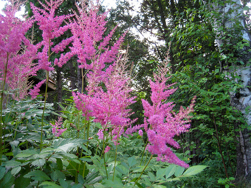 Astilbe fresh cut flowers