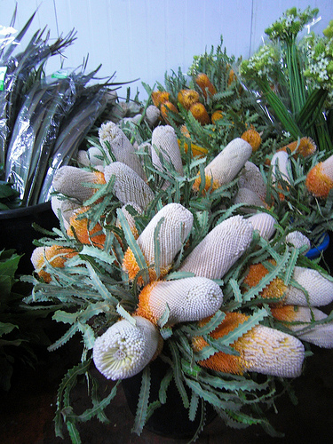 Banksia fresh cut flowers