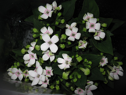 Bouvardia fresh cut flowers