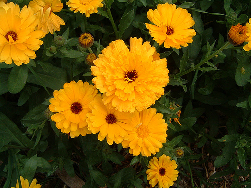 Calendula fresh cut flowers