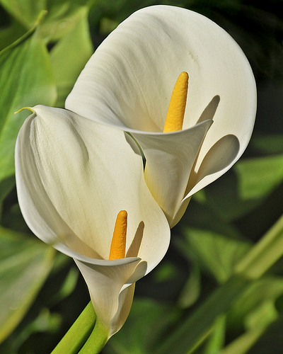 Calla fresh cut flowers