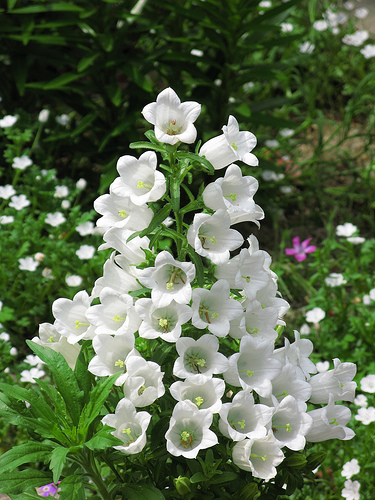 Campanula fresh cut flowers
