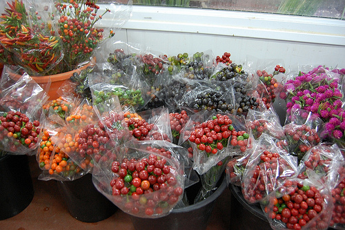 Capsicum fresh cut flowers