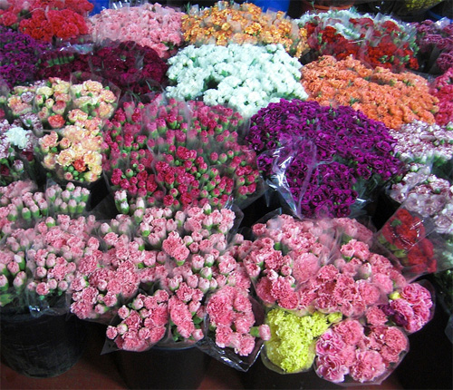 Carnation fresh cut flowers