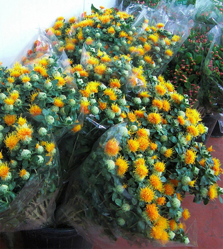 Carthamus fresh cut flowers