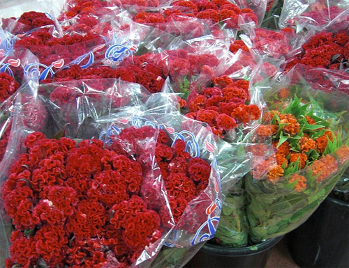 Celosia fresh cut flowers