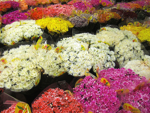 Chrysanthemum fresh cut flowers