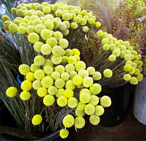 Craspedia fresh cut flowers