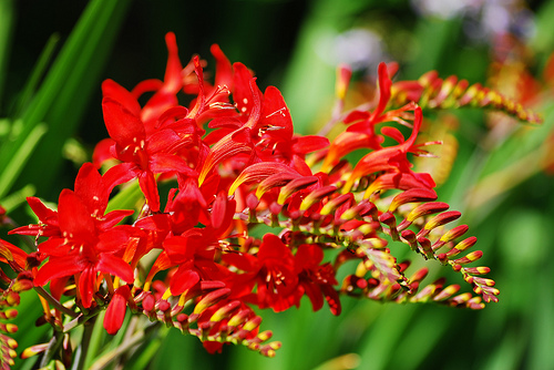 Crocosmia fresh cut flowers