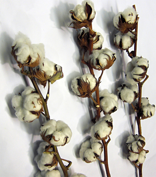 Cotton fresh cut flowers