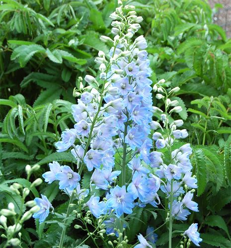 Delphinium fresh cut flowers