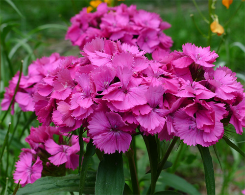 Dianthus fresh cut flowers