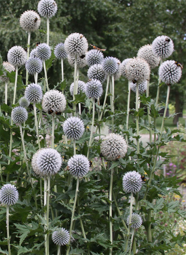 Echinops fresh cut flowers