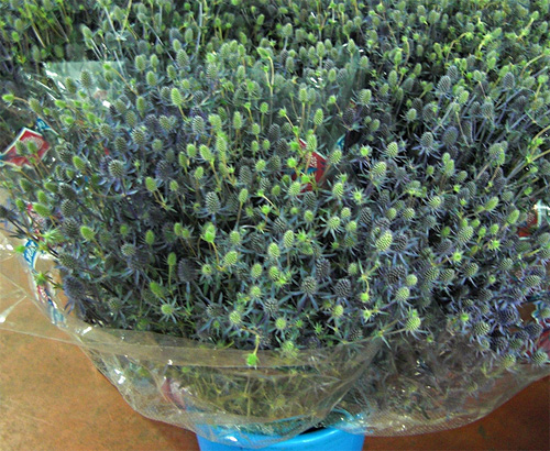 Eryngium fresh cut flowers