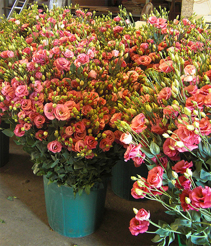 Eustoma fresh cut flowers