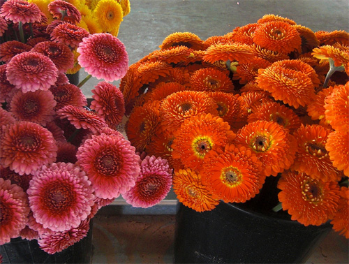 Gerbera mini fresh cut flowers