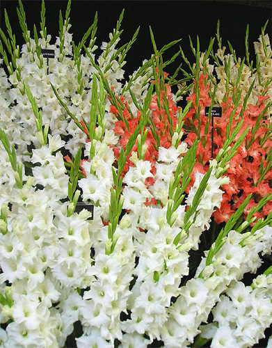 Gladiolus fresh cut flowers