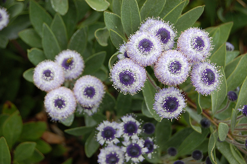 Globularia fresh cut flowers