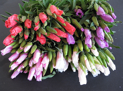 Godetia fresh cut flowers