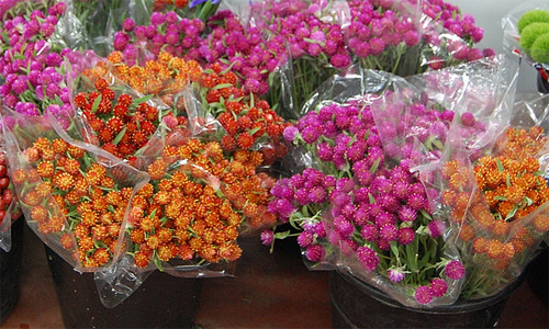 Gomphrena fresh cut flowers