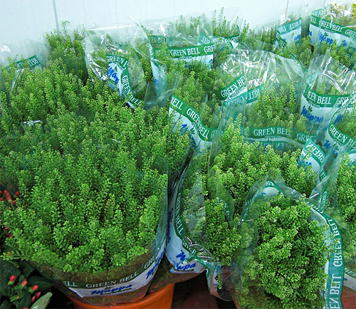 Green bell fresh cut flowers