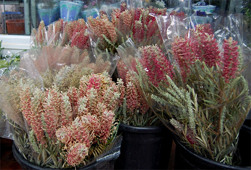 Grevillea fresh cut flowers