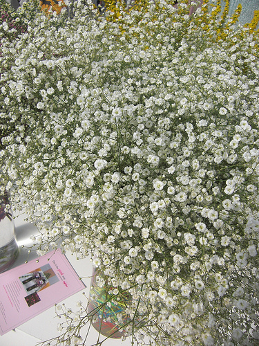 Gypsophila fresh cut flowers