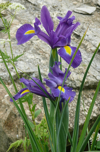 Iris fresh cut flowers