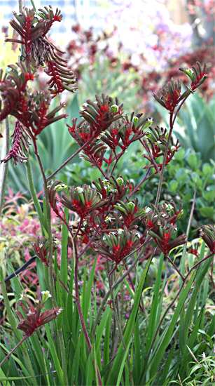 Kangaroo paw fresh cut flowers