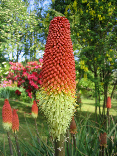 Kniphofia fresh cut flowers
