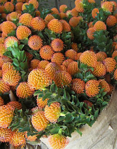 Leucospermum fresh cut flowers