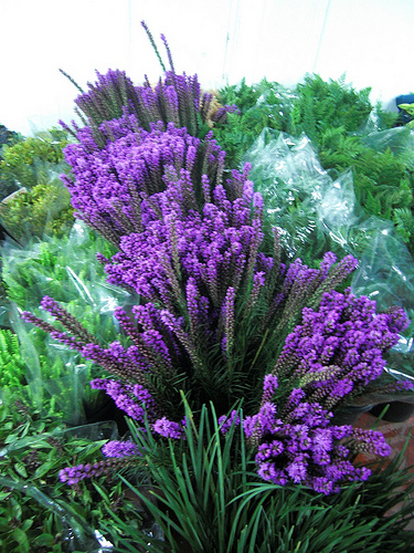 Liatris fresh cut flowers