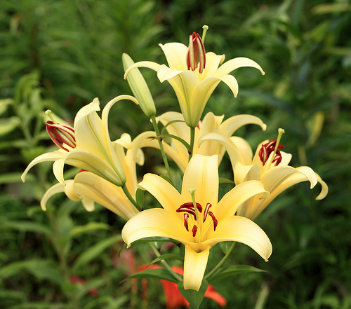 Lilium fresh cut flowers