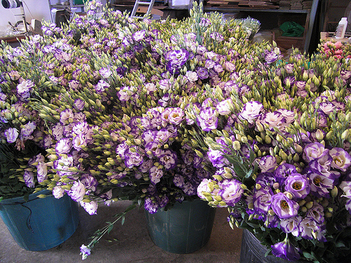 Lisianthus fresh cut flowers