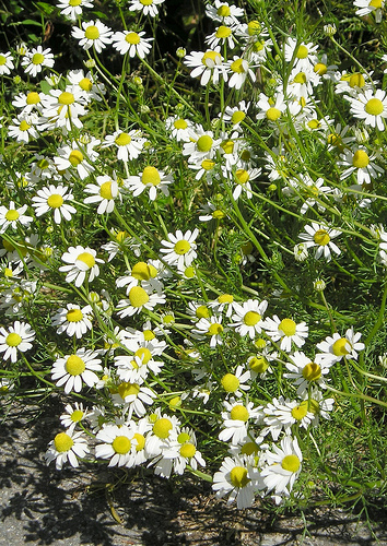 Matricaria fresh cut flowers