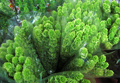 Moluccella fresh cut flowers