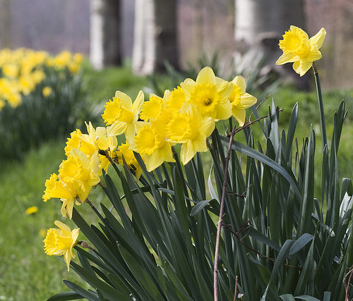 Narcissus fresh cut flowers