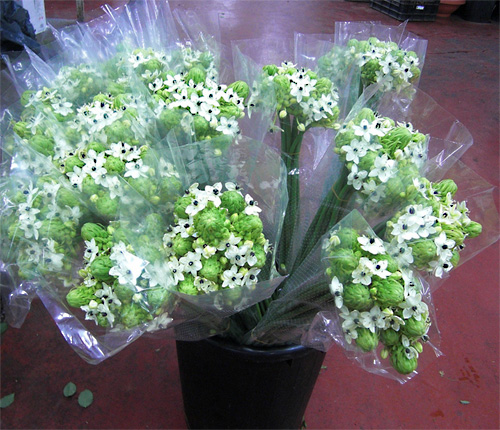 Ornithogalum fresh cut flowers