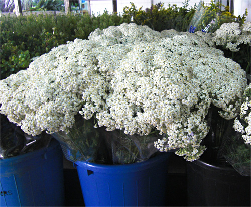 Ozothamnus fresh cut flowers