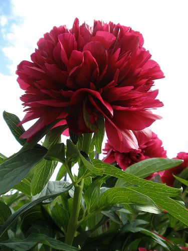 Paeonia fresh cut flowers