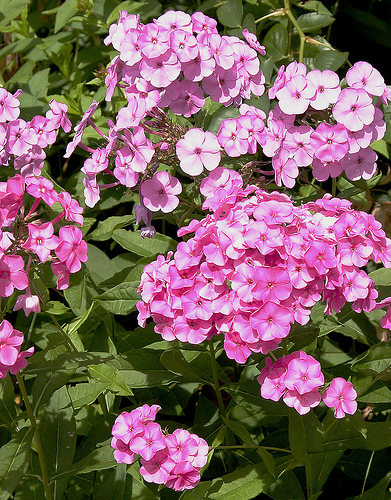 Phlox fresh cut flowers